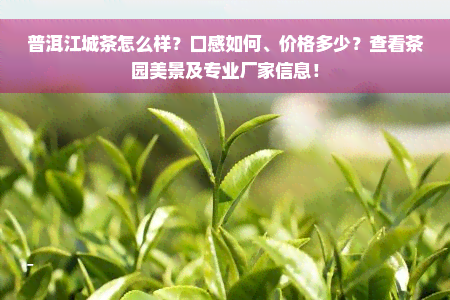 普洱江城茶怎么样？口感如何、价格多少？查看茶园美景及专业厂家信息！