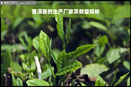 普洱茶的生产厂家及数量探析