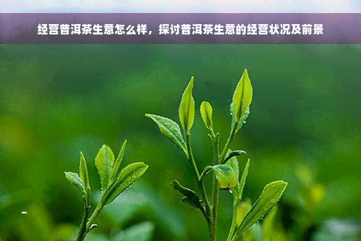 经营普洱茶生意怎么样，探讨普洱茶生意的经营状况及前景