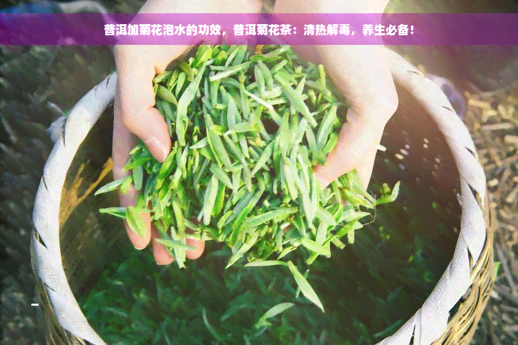 普洱加菊花泡水的功效，普洱菊花茶：清热解毒，养生必备！