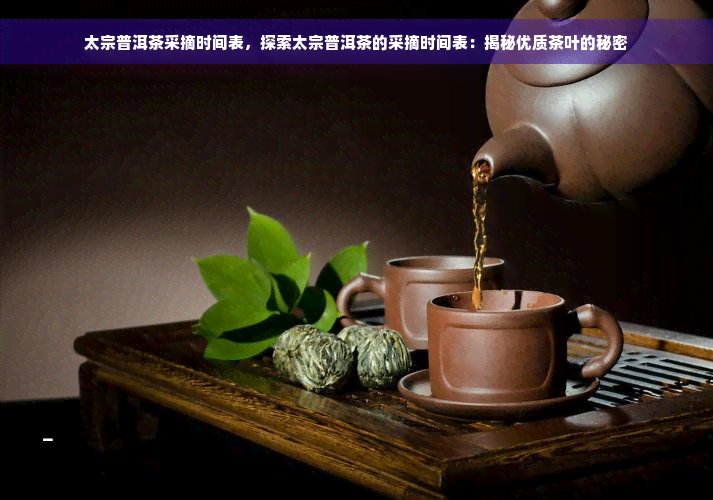 太宗普洱茶采摘时间表，探索太宗普洱茶的采摘时间表：揭秘优质茶叶的秘密