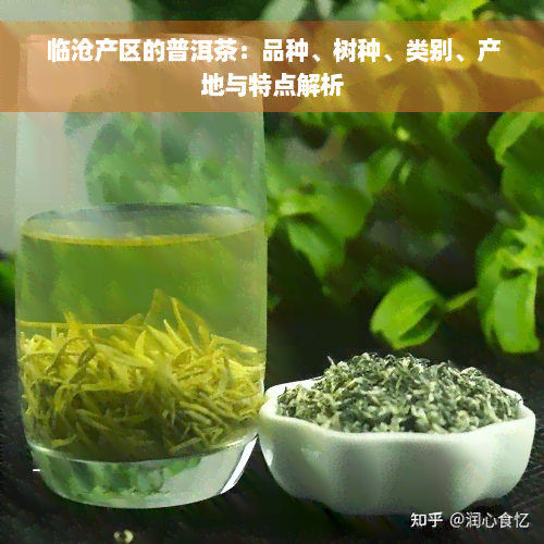 临沧产区的普洱茶：品种、树种、类别、产地与特点解析