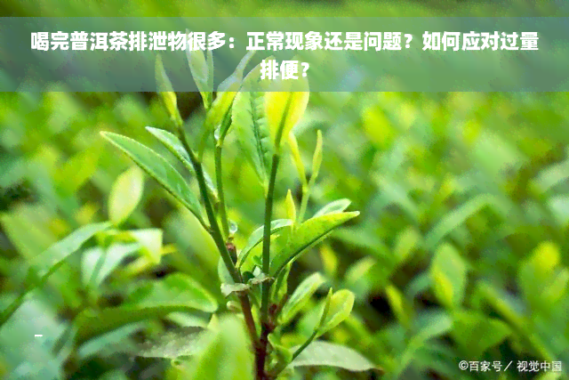 喝完普洱茶排泄物很多：正常现象还是问题？如何应对过量排便？