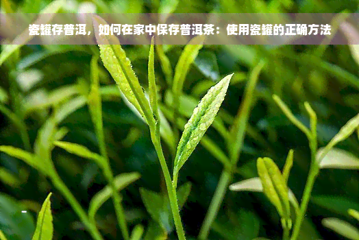 瓷罐存普洱，如何在家中保存普洱茶：使用瓷罐的正确方法