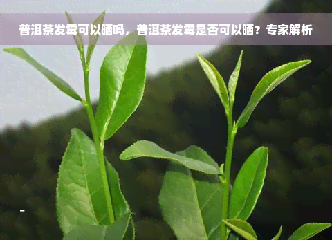 普洱茶发霉可以晒吗，普洱茶发霉是否可以晒？专家解析