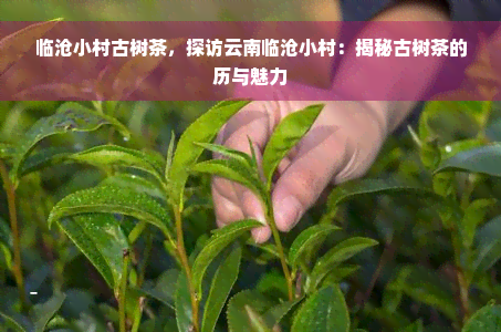 临沧小村古树茶，探访云南临沧小村：揭秘古树茶的历与魅力