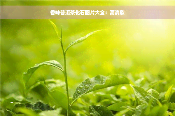 香味普洱茶化石图片大全：高清欣