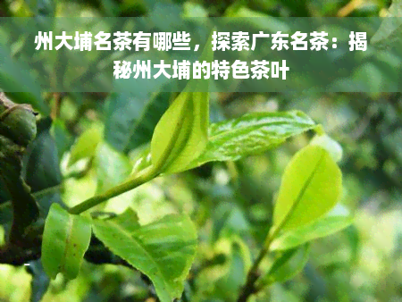 州大埔名茶有哪些，探索广东名茶：揭秘州大埔的特色茶叶