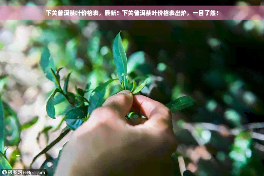 下关普洱茶叶价格表，最新！下关普洱茶叶价格表出炉，一目了然！