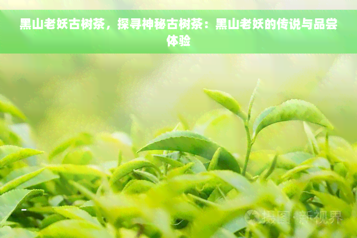 黑山老妖古树茶，探寻神秘古树茶：黑山老妖的传说与品尝体验