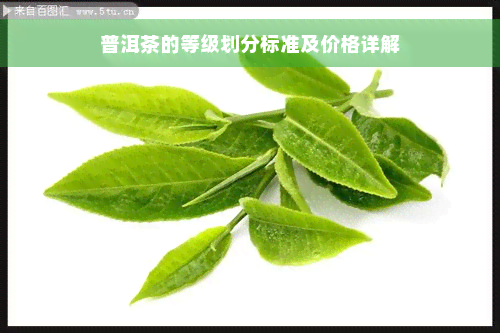 普洱茶的等级划分标准及价格详解