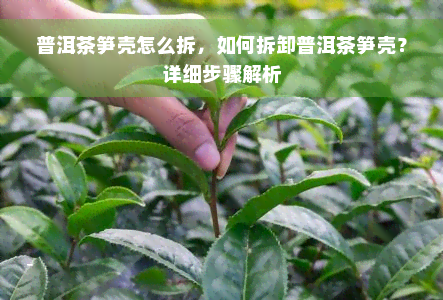 普洱茶笋壳怎么拆，如何拆卸普洱茶笋壳？详细步骤解析