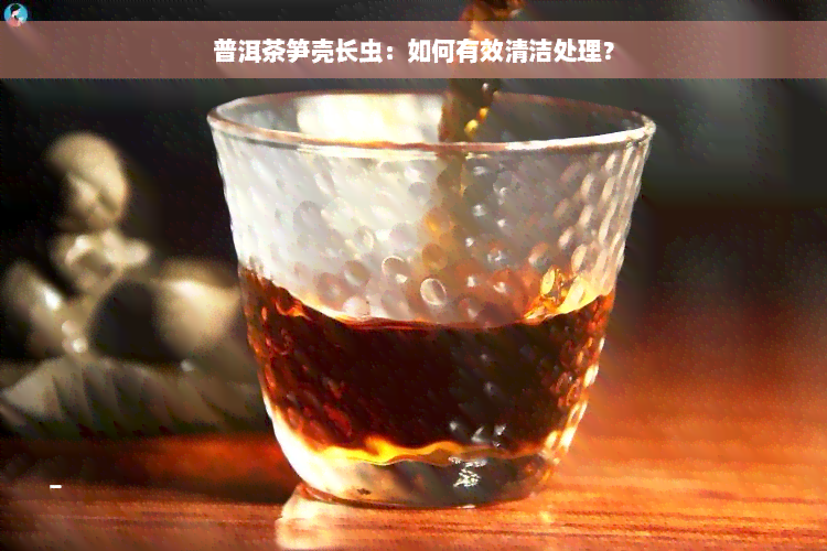 普洱茶笋壳长虫：如何有效清洁处理？