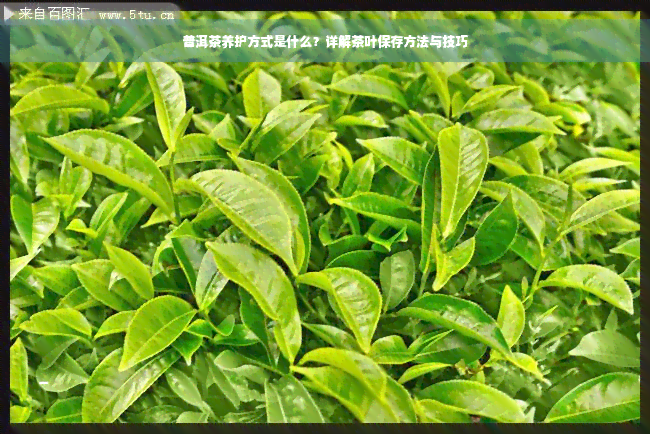 普洱茶养护方式是什么？详解茶叶保存方法与技巧