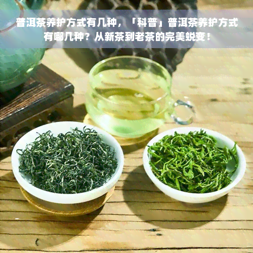 普洱茶养护方式有几种，「科普」普洱茶养护方式有哪几种？从新茶到老茶的完美蜕变！