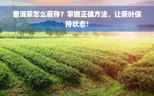 普洱茶怎么藏存？掌握正确方法，让茶叶保持状态！