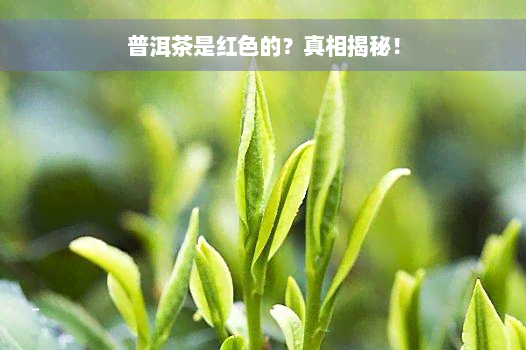 普洱茶是红色的？真相揭秘！