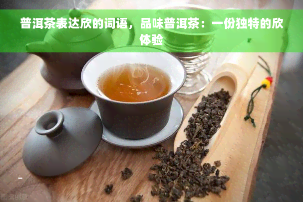 普洱茶表达欣的词语，品味普洱茶：一份独特的欣体验