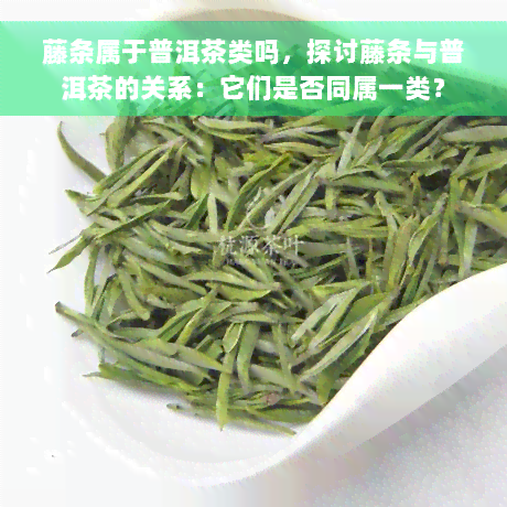 藤条属于普洱茶类吗，探讨藤条与普洱茶的关系：它们是否同属一类？