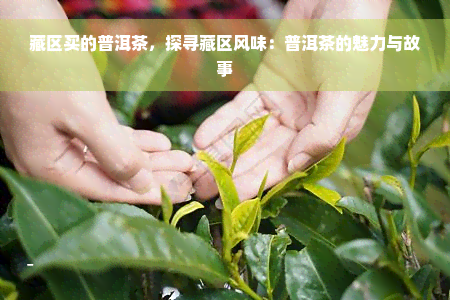 藏区买的普洱茶，探寻藏区风味：普洱茶的魅力与故事