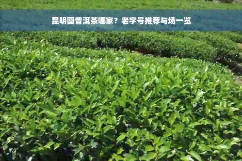 昆明圆普洱茶哪家？老字号推荐与场一览