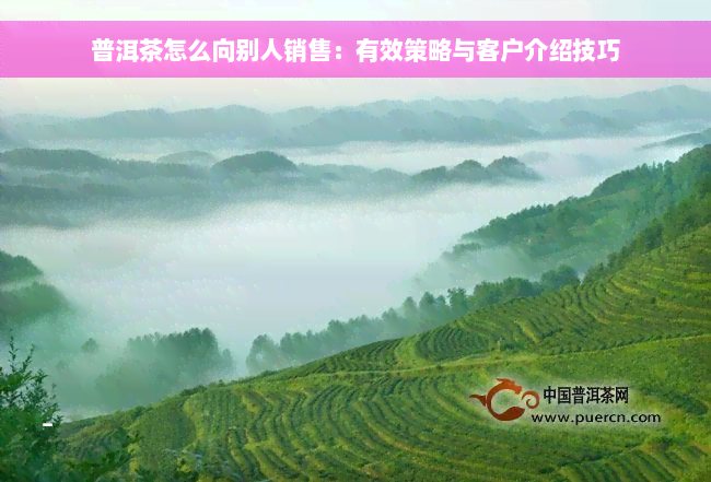 普洱茶怎么向别人销售：有效策略与客户介绍技巧