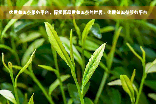 优质普洱茶服务平台，探索高品质普洱茶的世界：优质普洱茶服务平台