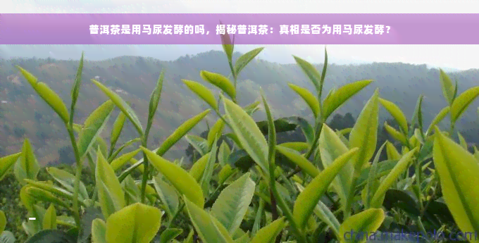 普洱茶是用马尿发酵的吗，揭秘普洱茶：真相是否为用马尿发酵？