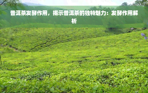 普洱茶发酵作用，揭示普洱茶的独特魅力：发酵作用解析