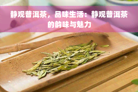 静观普洱茶，品味生活：静观普洱茶的韵味与魅力