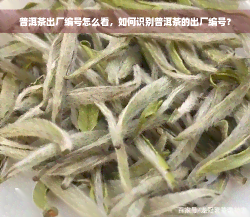 普洱茶出厂编号怎么看，如何识别普洱茶的出厂编号？