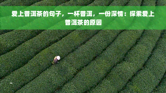 爱上普洱茶的句子，一杯普洱，一份深情：探索爱上普洱茶的原因