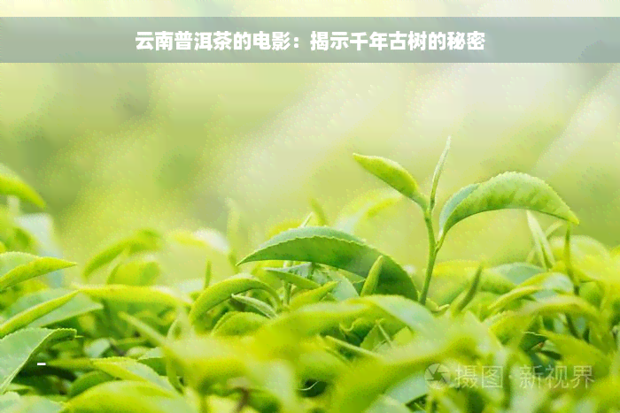 云南普洱茶的电影：揭示千年古树的秘密