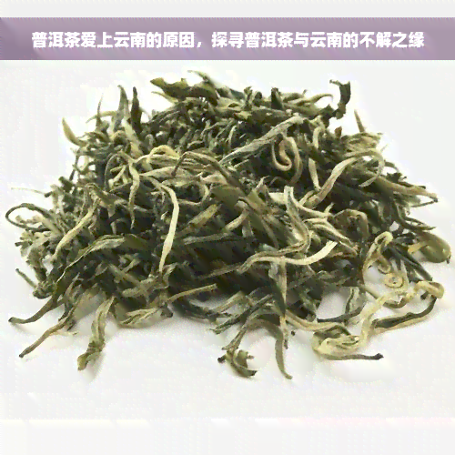 普洱茶爱上云南的原因，探寻普洱茶与云南的不解之缘