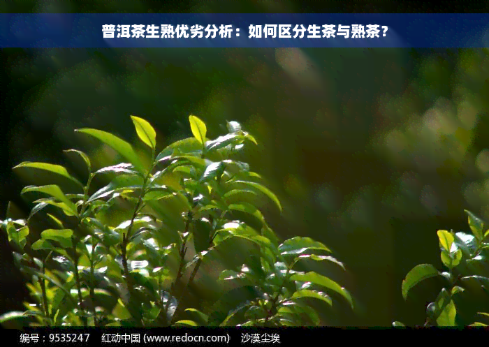 普洱茶生熟优劣分析：如何区分生茶与熟茶？