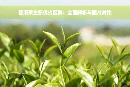 普洱茶生熟优劣区别：全面解析与图片对比