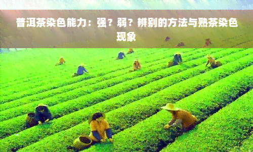 普洱茶染色能力：强？弱？辨别的方法与熟茶染色现象