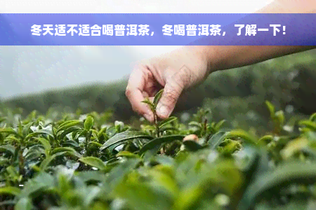 冬天适不适合喝普洱茶，冬喝普洱茶，了解一下！