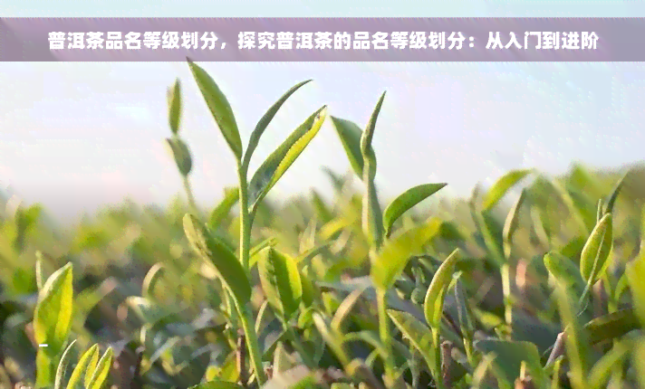 普洱茶品名等级划分，探究普洱茶的品名等级划分：从入门到进阶