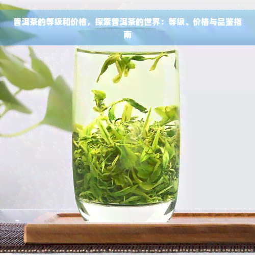 普洱茶的等级和价格，探索普洱茶的世界：等级、价格与品鉴指南