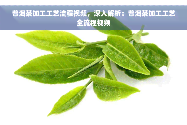 普洱茶加工工艺流程视频，深入解析：普洱茶加工工艺全流程视频