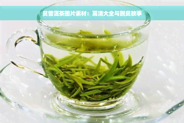 贫普洱茶图片素材：高清大全与脱贫故事