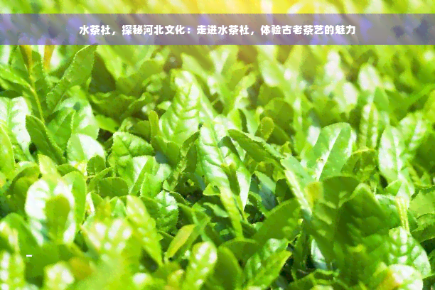 水茶社，探秘河北文化：走进水茶社，体验古老茶艺的魅力