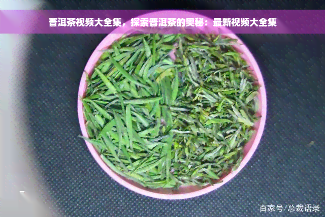 普洱茶视频大全集，探索普洱茶的奥秘：最新视频大全集