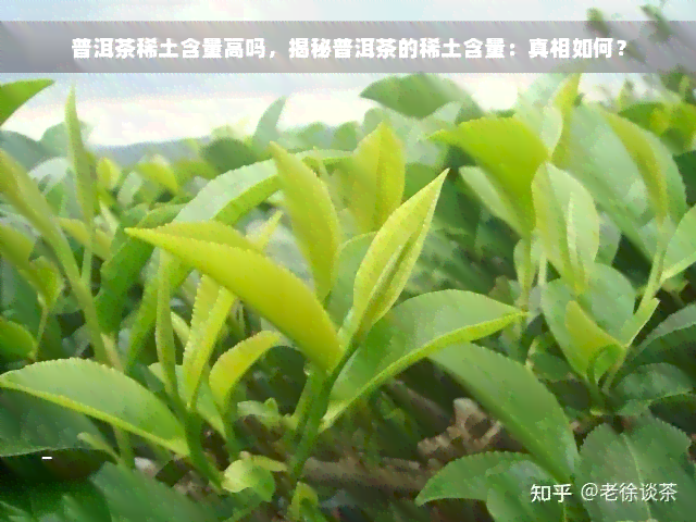 普洱茶稀土含量高吗，揭秘普洱茶的稀土含量：真相如何？