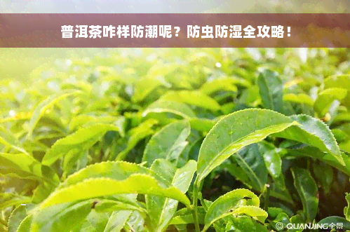 普洱茶咋样防潮呢？防虫防湿全攻略！