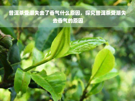 普洱茶受潮失去了香气什么原因，探究普洱茶受潮失去香气的原因