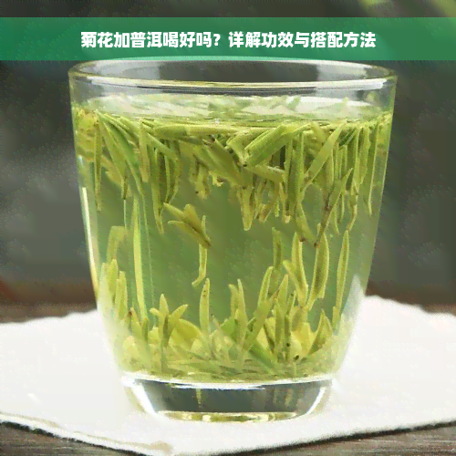 菊花加普洱喝好吗？详解功效与搭配方法