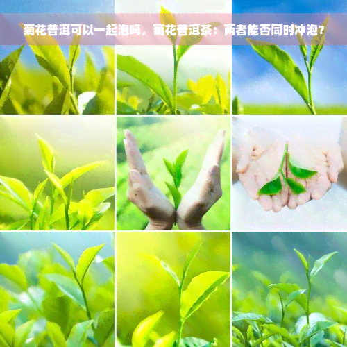 菊花普洱可以一起泡吗，菊花普洱茶：两者能否同时冲泡？