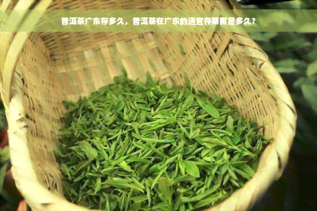 普洱茶广东存多久，普洱茶在广东的适宜存期限是多久？